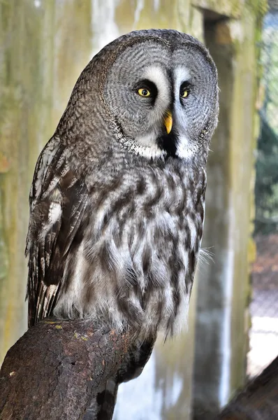 Неясыть бородатая