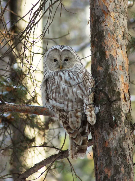 Неясыть длиннохвостая