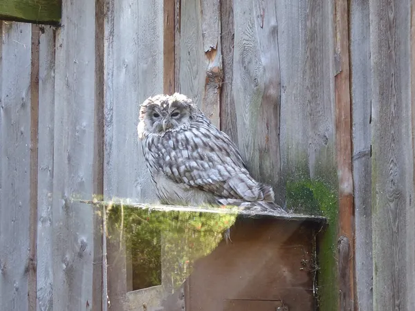 Неясыть длиннохвостая