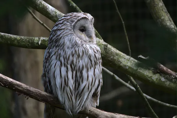 Неясыть длиннохвостая