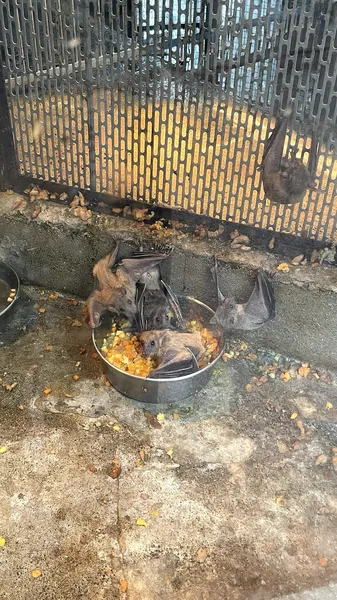 Нильский крылан