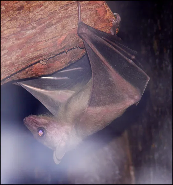 Нильский крылан