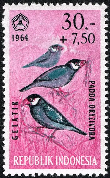 Рисовая амадина