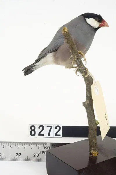 Рисовая амадина