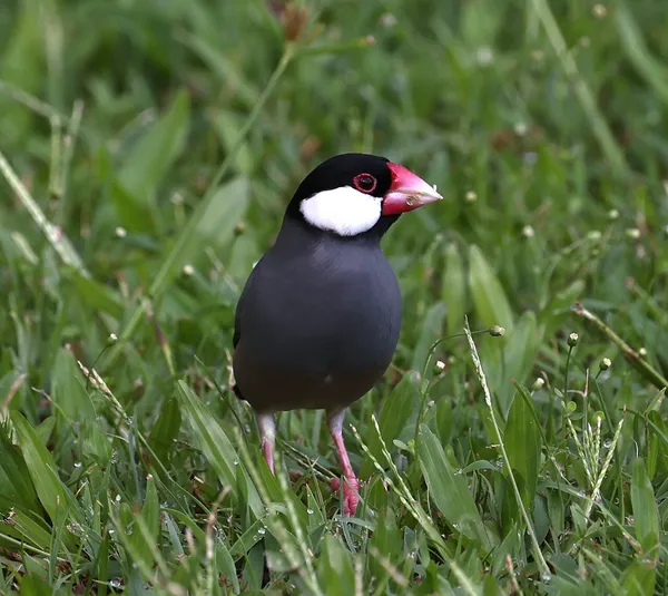 Рисовая амадина