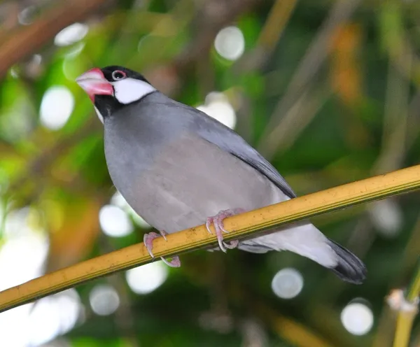 Рисовая амадина