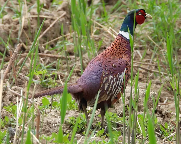 Румынский фазан