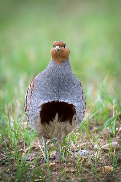 Серая куропатка