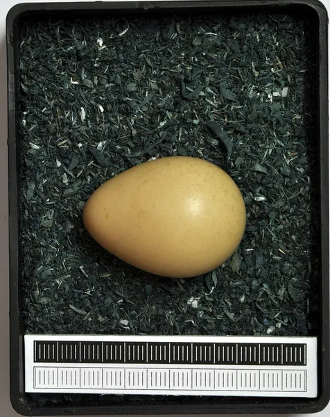 Серая куропатка