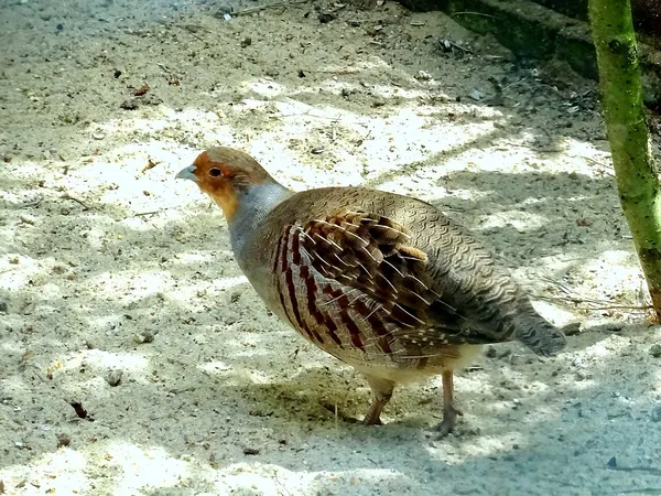 Серая куропатка