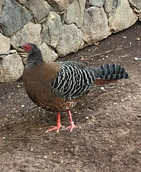 Серебряный фазан