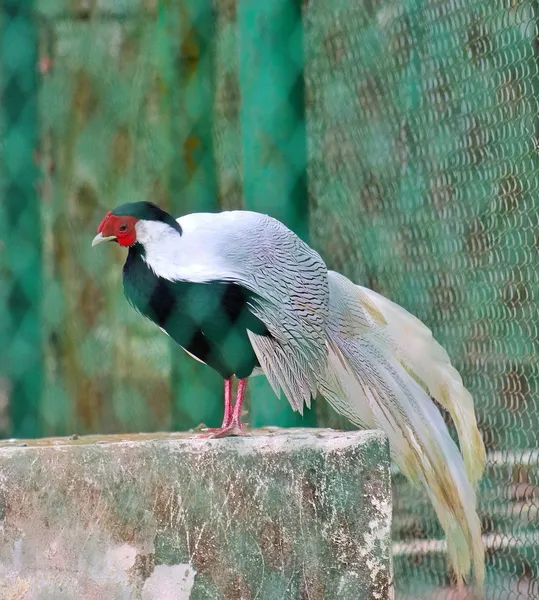 Серебряный фазан