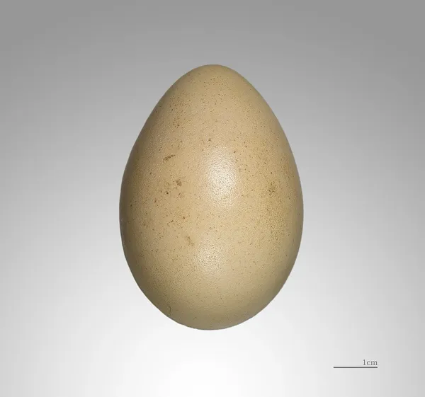 Серебряный фазан