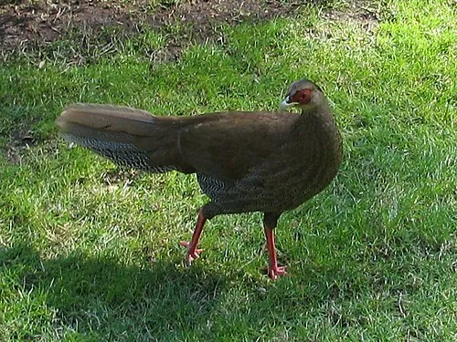 Серебряный фазан