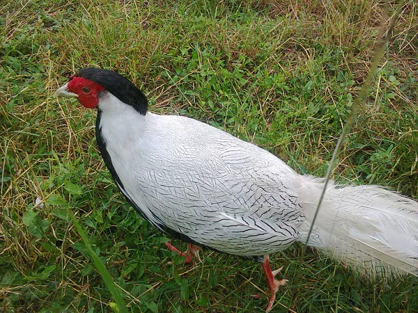 Серебряный фазан