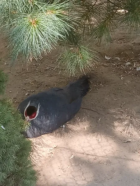 Синий ушастый фазан