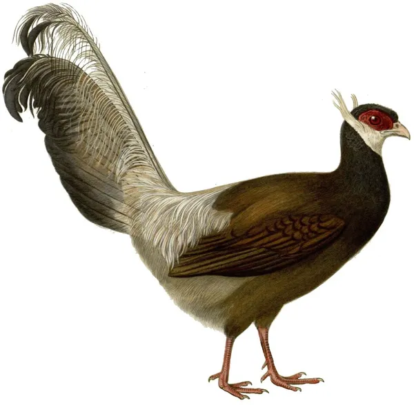 Синий ушастый фазан