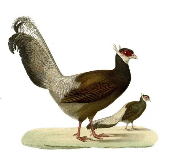 Синий ушастый фазан