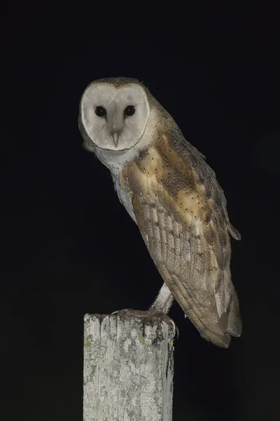 Сова сипуха