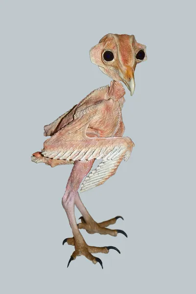 Сова сипуха