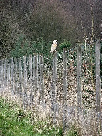 Сова сипуха