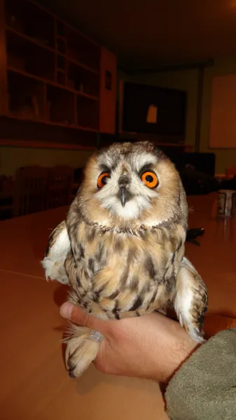 Сова ушастая