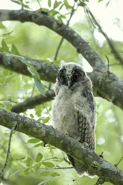 Сова ушастая