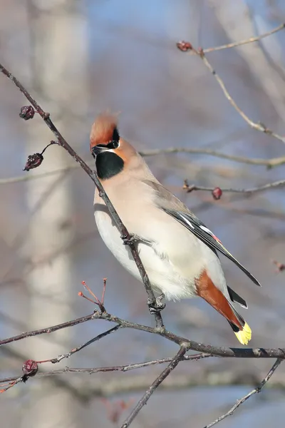 Свиристель