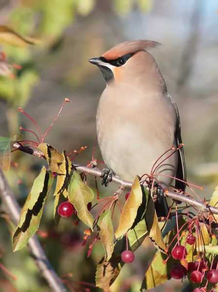Свиристель