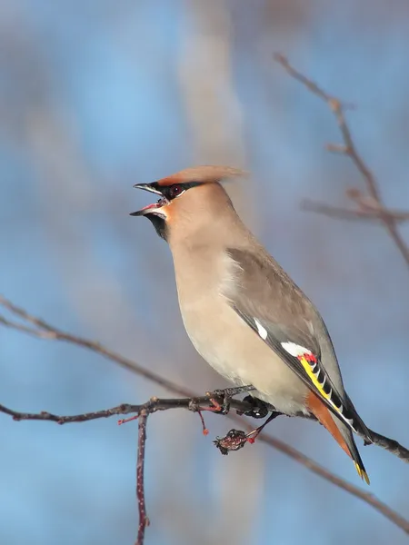 Свиристель