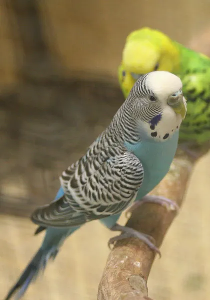 Волнистый попугай