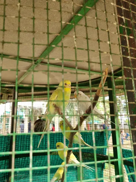 Волнистый попугай