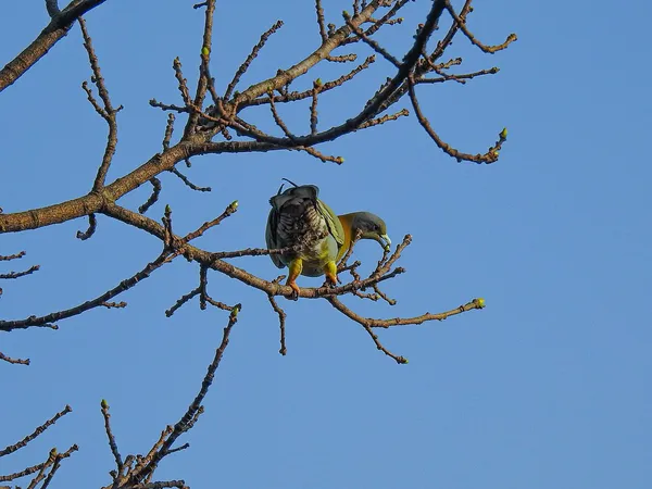 Зелёный голубь