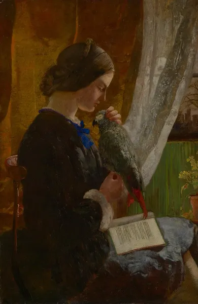 Жако бурохвостый