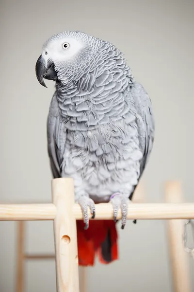 Жако бурохвостый