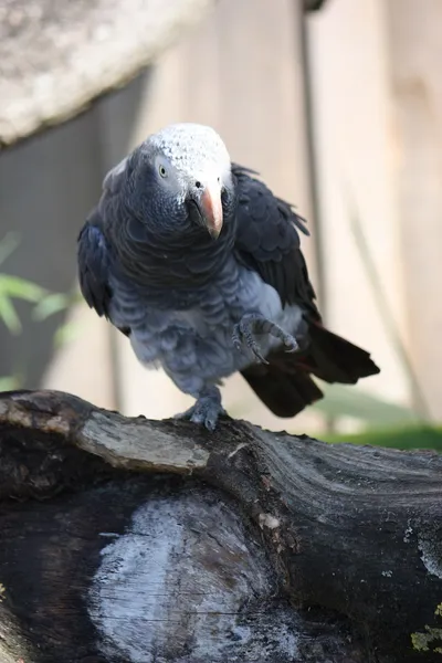 Жако бурохвостый