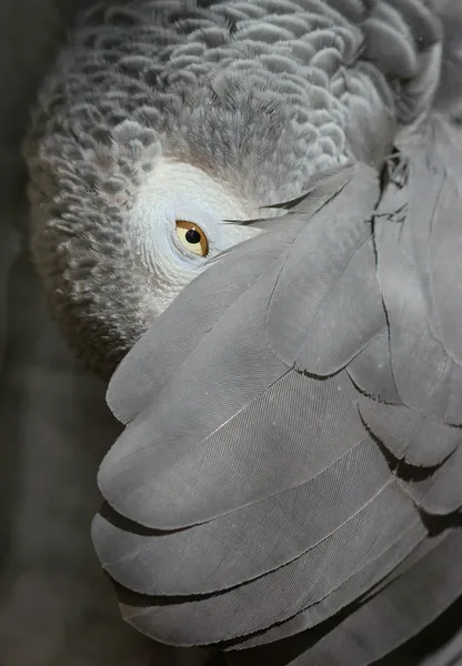 Жако бурохвостый