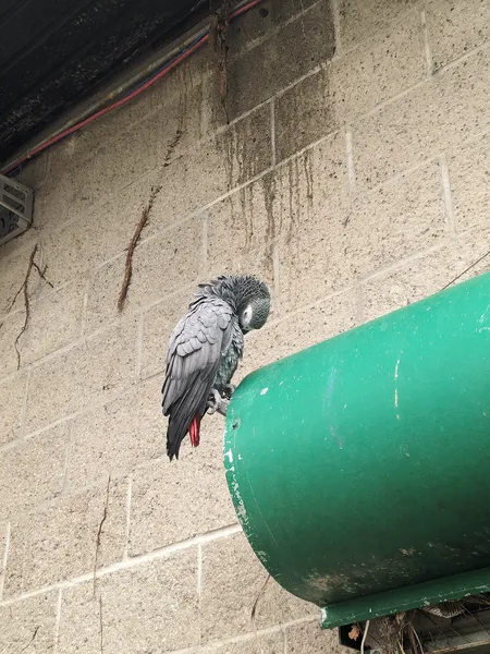 Жако краснохвостный