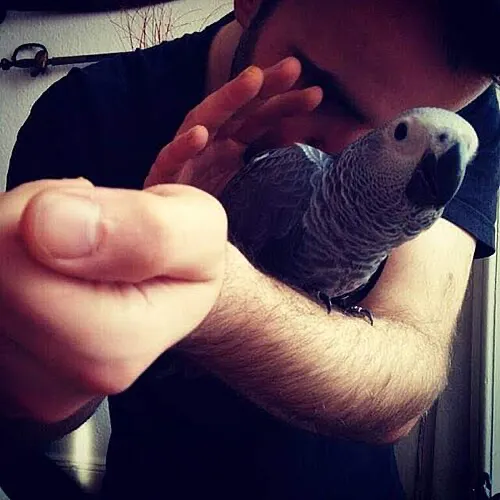 Жако краснохвостный