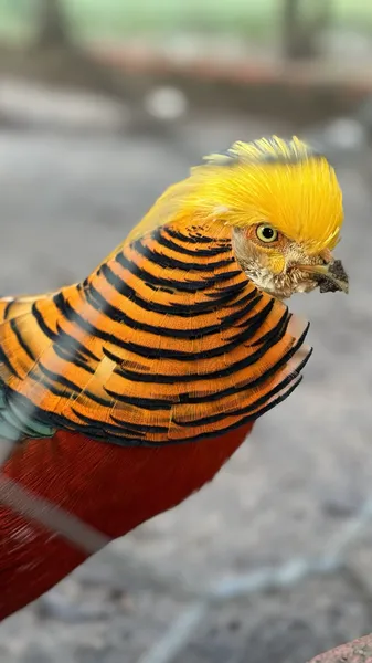 Золотой фазан