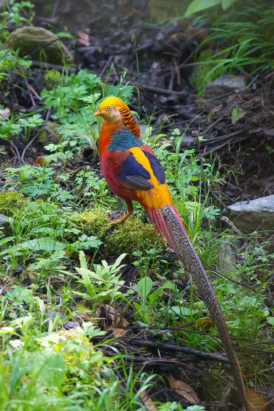 Золотой фазан