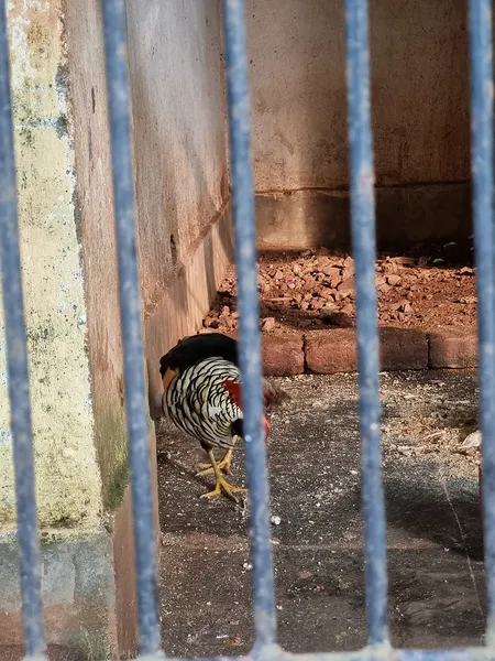 Золотой фазан