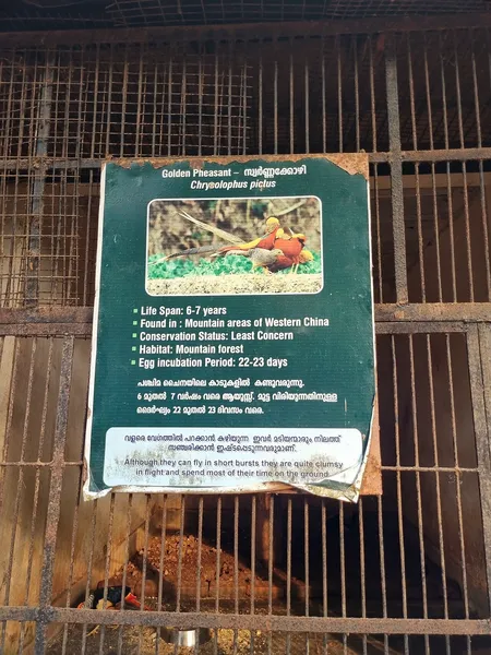 Золотой фазан