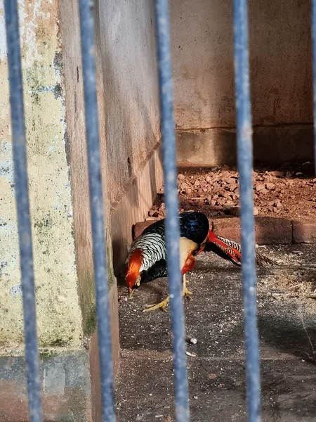 Золотой фазан